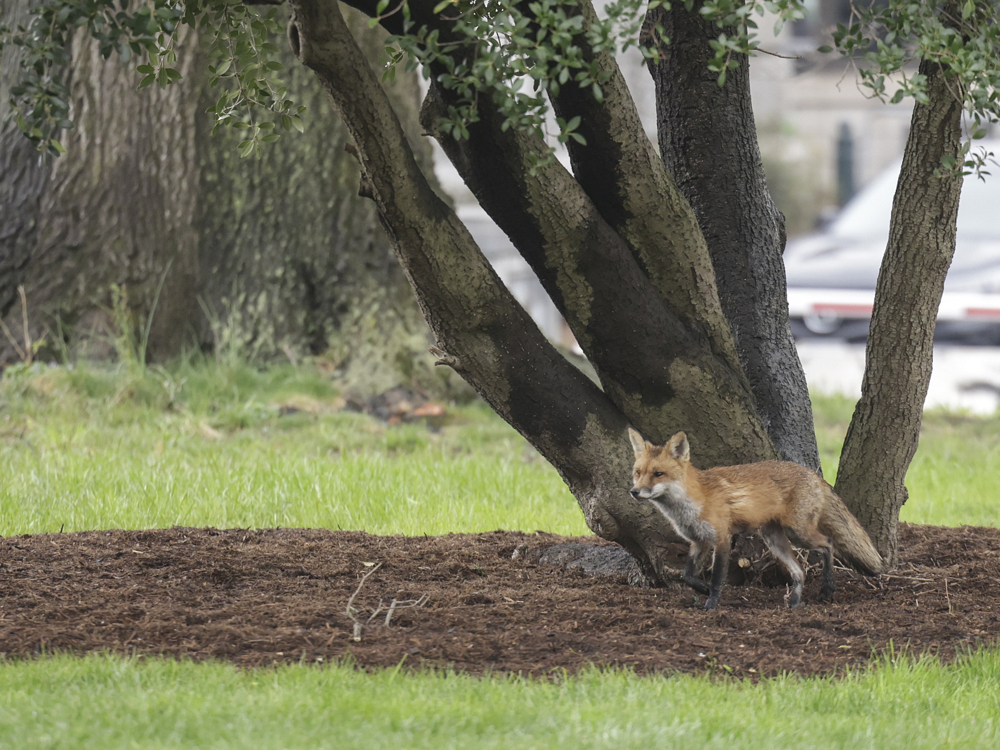 The Capitol fox fascinated folks. But no one mentioned the cost of