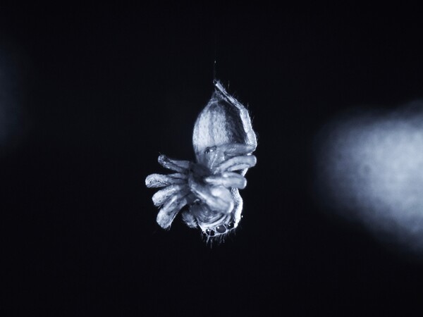 Spiders show signs of REM-like activity, raising the question: Do they