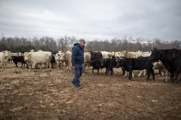 Roger Houser's family has worked the land in Virginia's Shenandoah Valley for three generations. But it has been getting harder to make a living raising cattle there. So Houser was excited when a solar company showed up offering to lease his property. It would have been good money heading into retirement. But his hopes were dashed by a four-year battle against solar development in Page County.