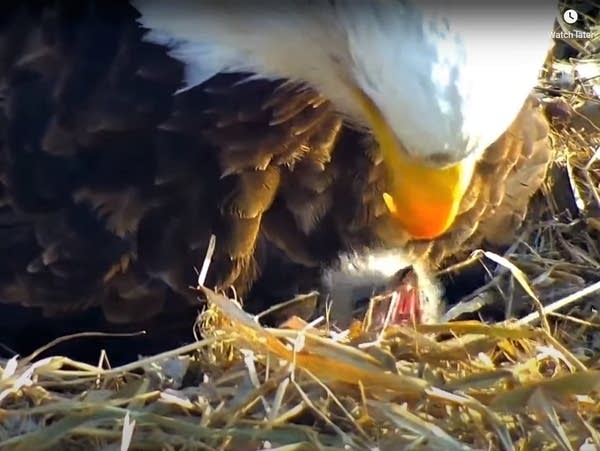 Minnesota DNR says bald eagle pair is still defending site where