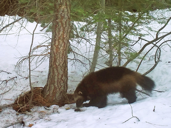 This photo provided by the California Department of Fish and Wildlife, from a remote camera set by biologist Chris Stermer, shows a wolverine in the Tahoe National Forest near Truckee, Calif., on Feb. 27, 2016, a rare sighting of the elusive species in the state. Scientists estimate that only about 300 wolverines survive in the contiguous U.S.