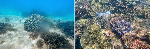 Scientists estimate that a quarter of all marine species depend on coral reefs. Biologists say that's a best guess and it's very likely there are species yet to be discovered.