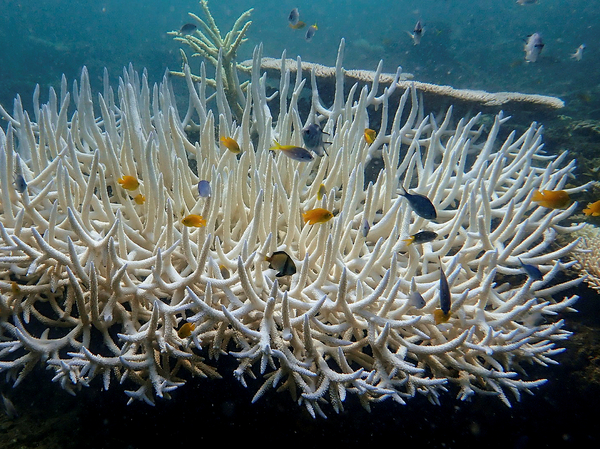 Corals bleach, turning ghostly white, when they're under stress from hotter temperatures. If the heat subsides, they can recover. But long periods of heat and repeated marine heat waves cause corals to die, wreaking havoc on one of the most biodiverse ecosystems on the planet.