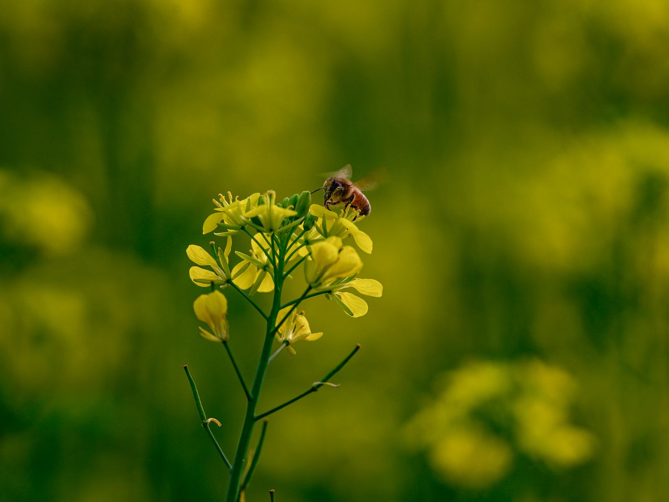 Why the death of the honeybee was greatly exaggerated FactsDotVote