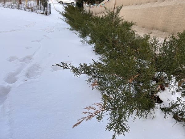 Evergreen bushes line 