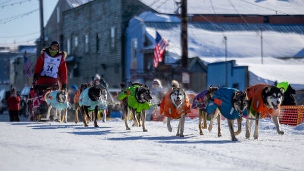 A sled dog musher reaches the finish line of a race