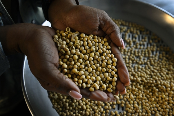 A handful of soybeans