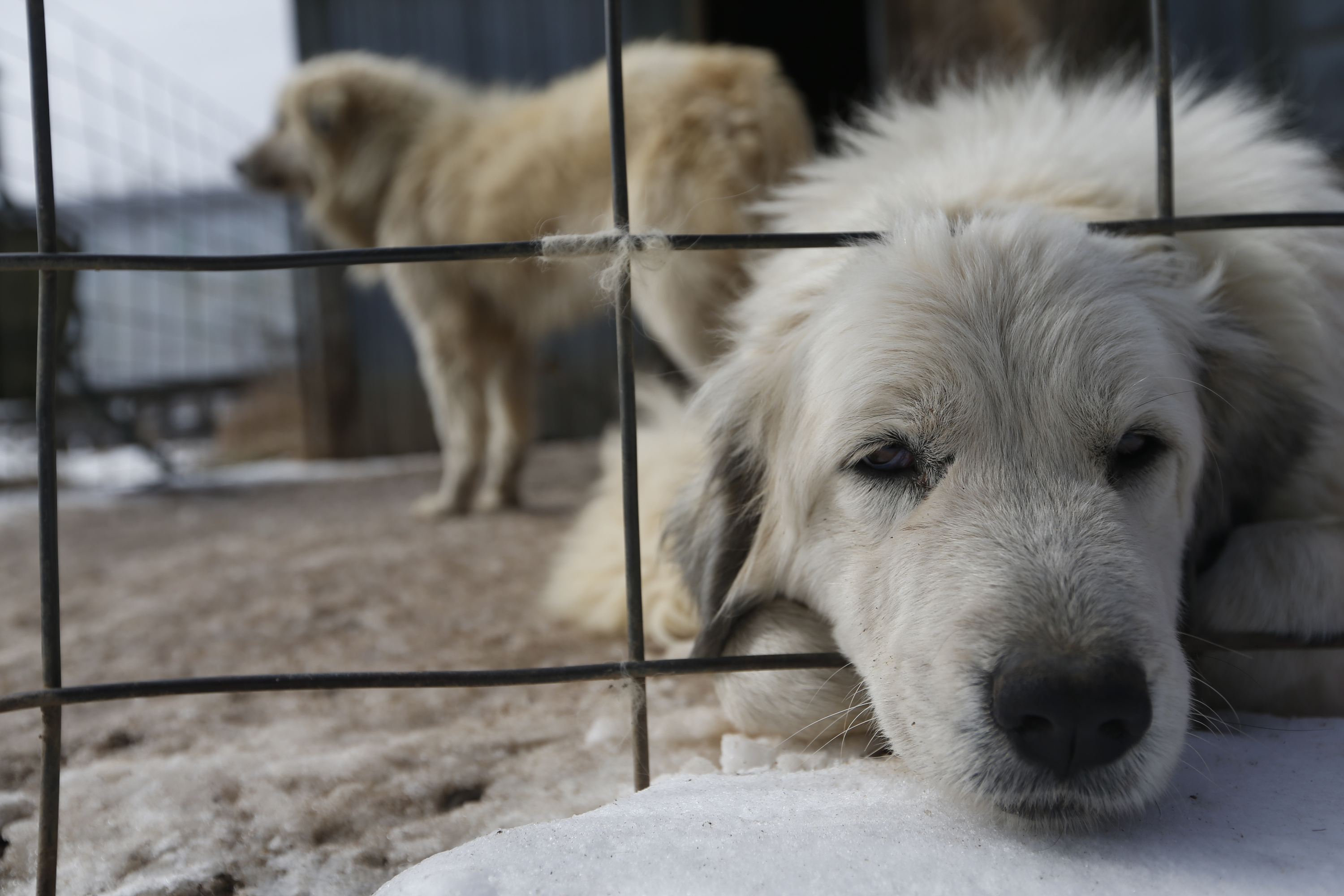 A close-up shot of a Great Pyrenees dog sticking her head out of a fence. There’s another dog in the background.