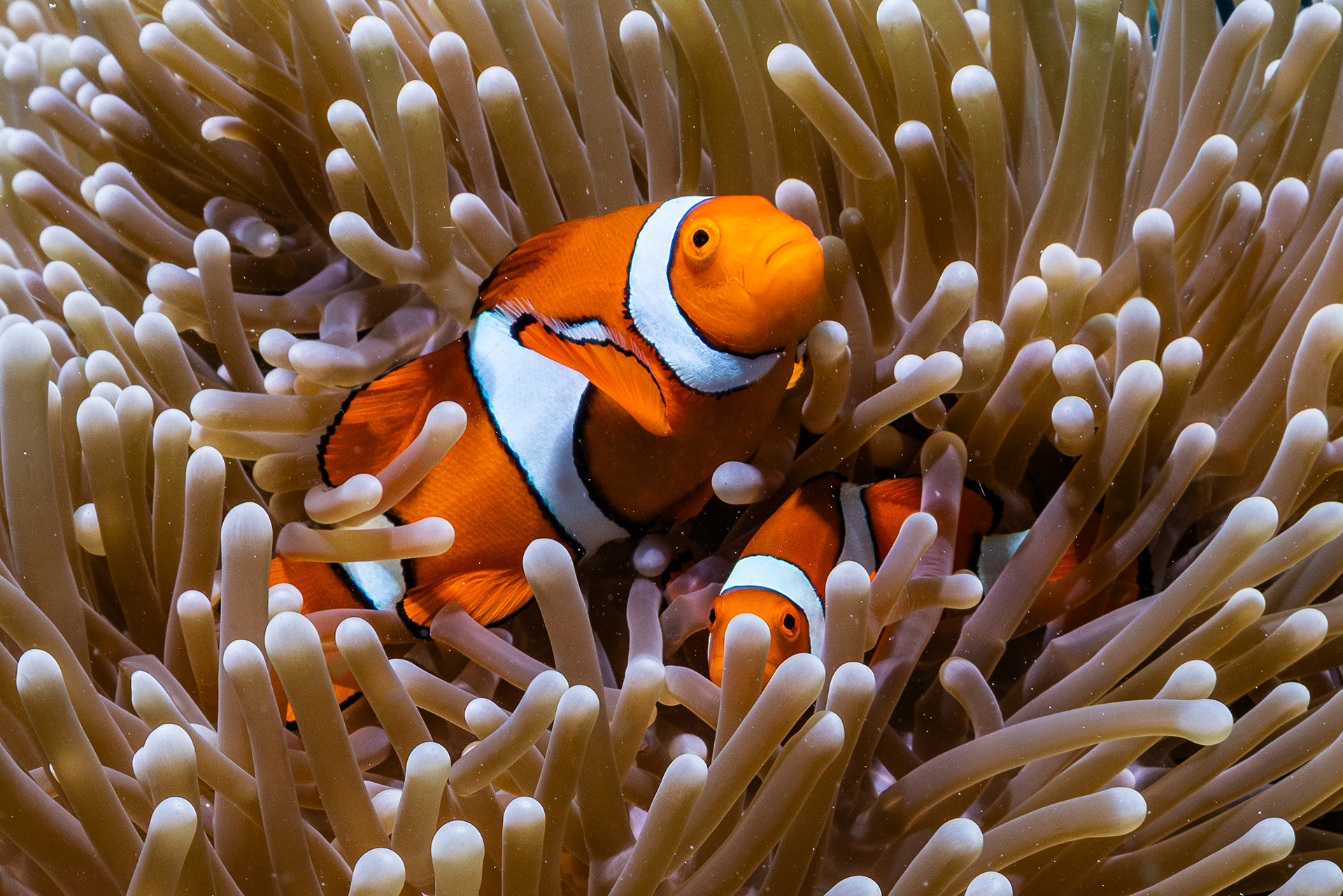 A clownfish