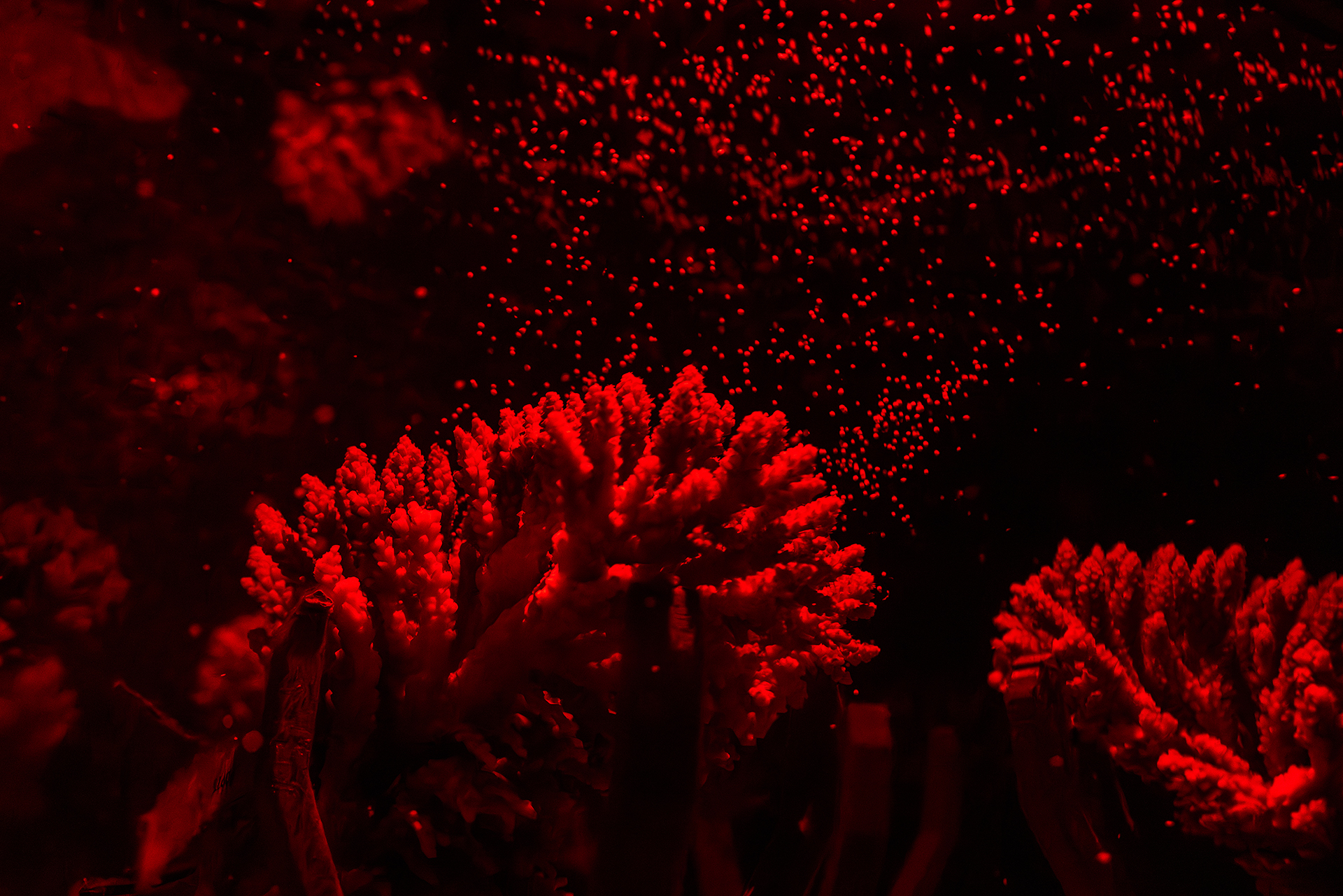 Colonies of A. kenti