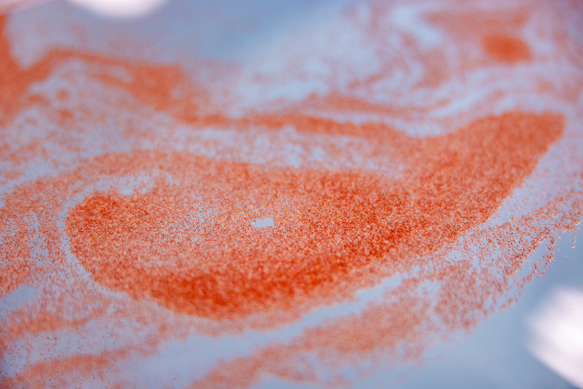 Coral embryos
