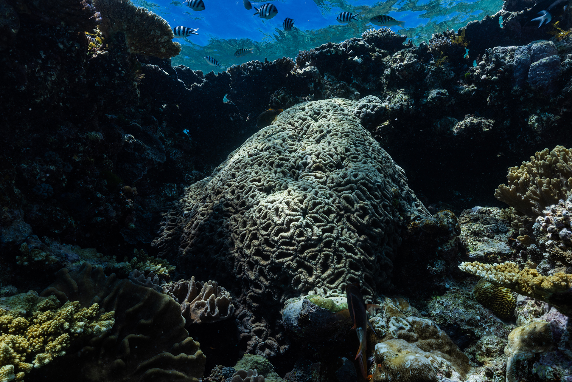 A large colony of reefs