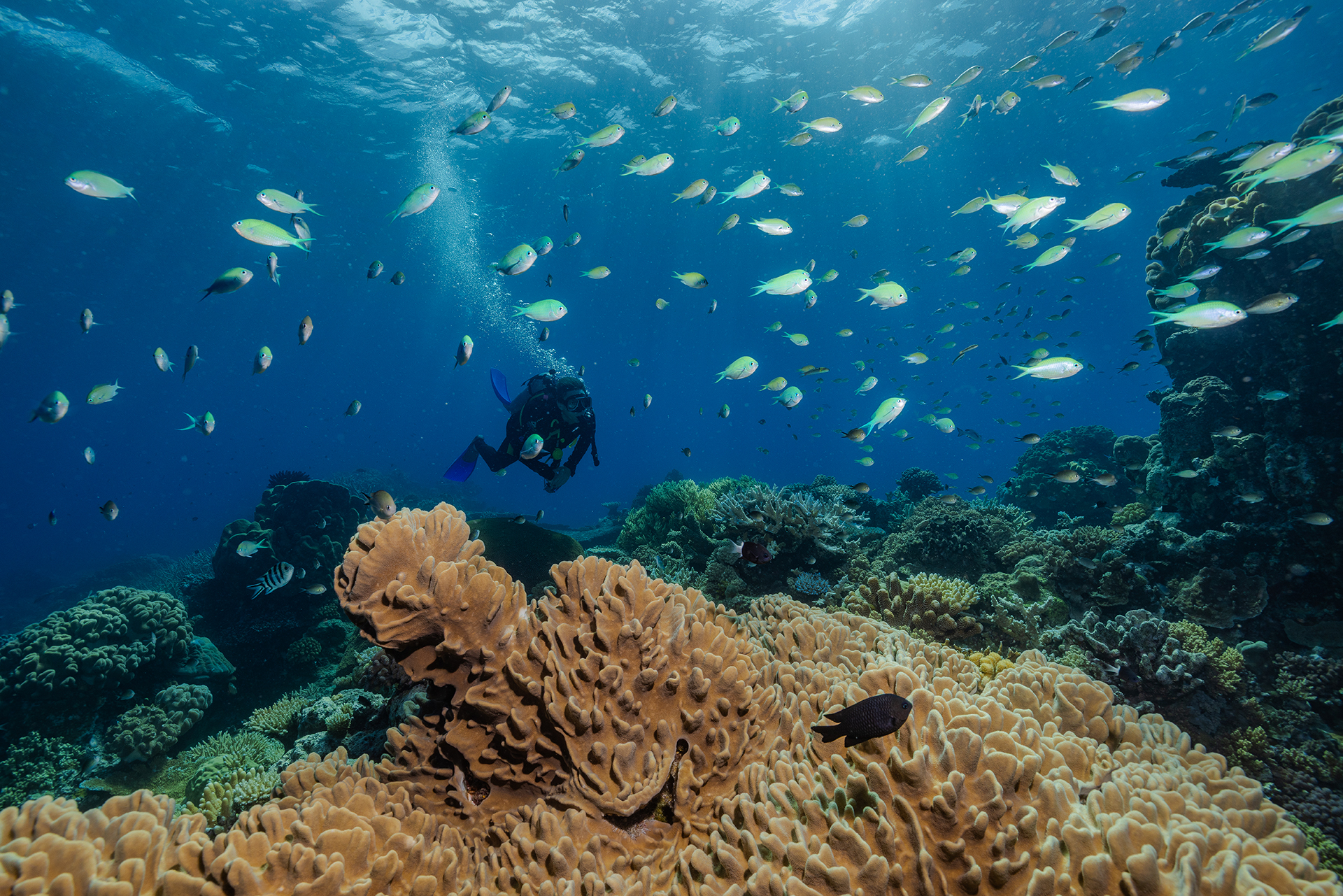 A diver underwater by corals