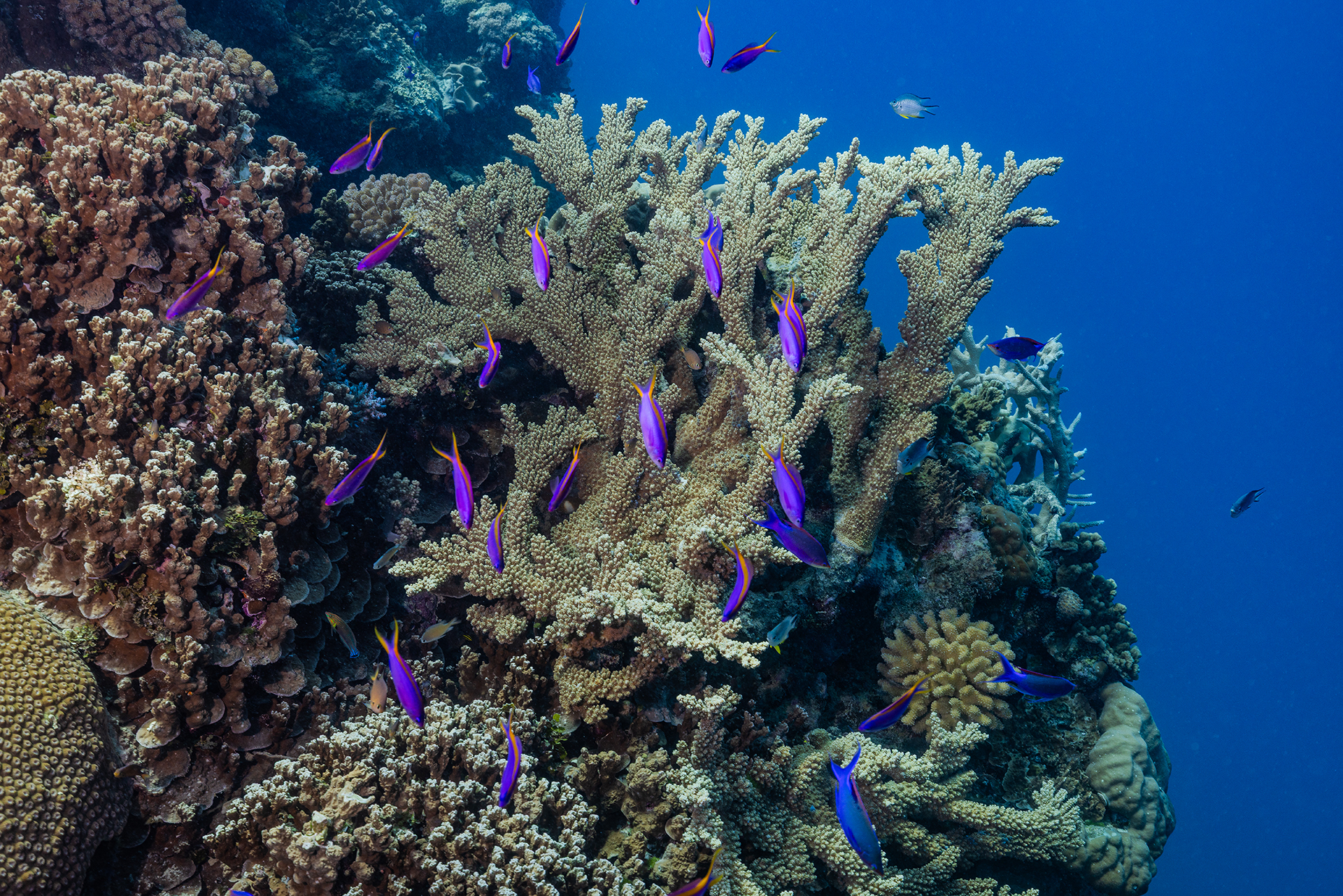 A school of purple queen fish.