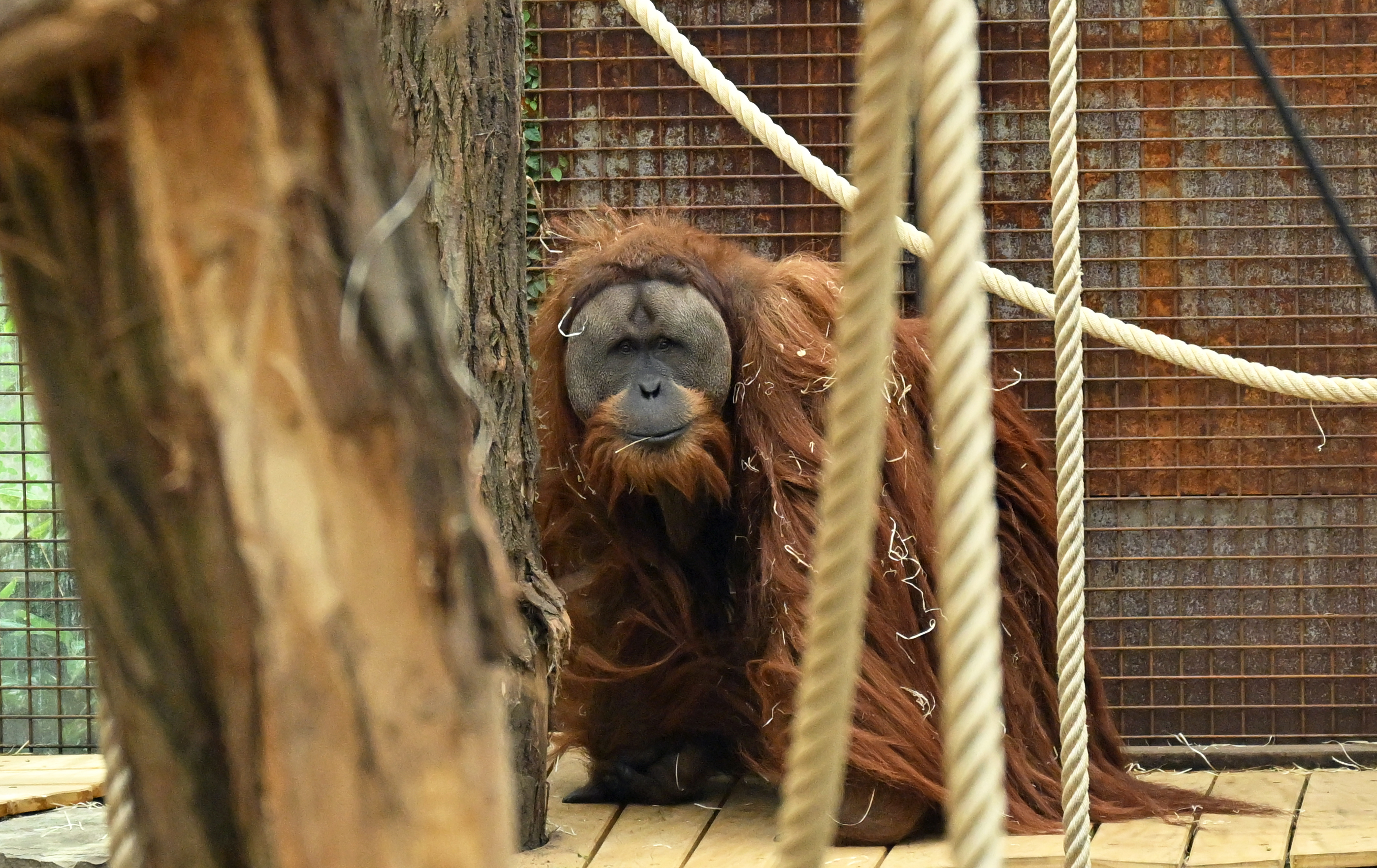 A recently species of orangutan in a tree