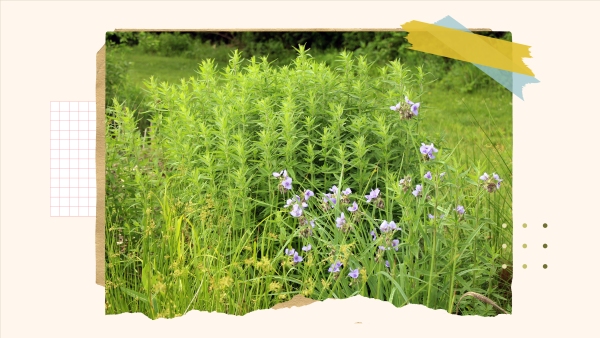A medium-shot collage-style image of a native garden featuring clusters of various plants including purple Ohio spiderwort flowers and pale green mountain mint foliage. 