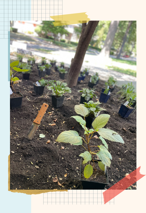 Native plants laid out and ready to be planted. 