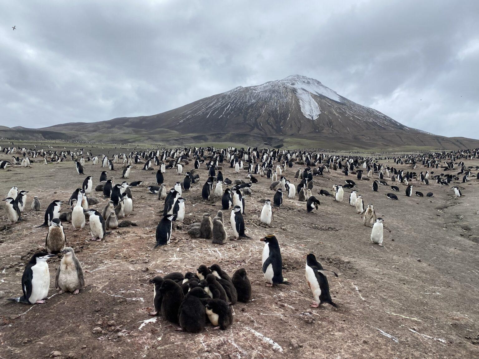 A large group of penguins across an arctic landscape. 