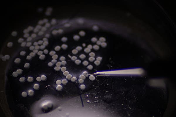 A close-up of a microscopic needle fertilizing eggs