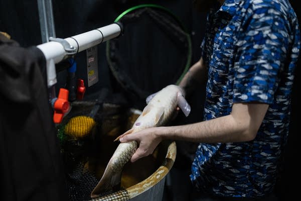 A man holds a carp