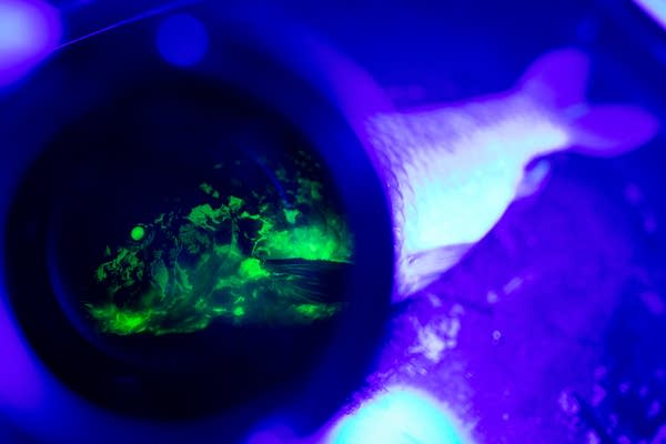 A fish glows under a blue light