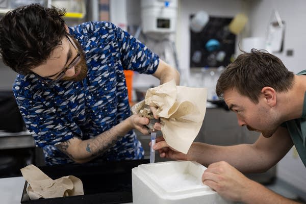 Two scientists catch fish sperm