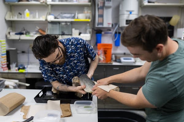 Two scientists catch fish eggs