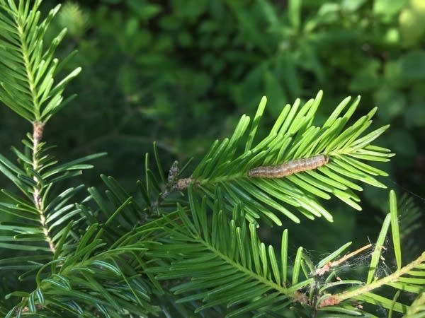A balsam fir tree 