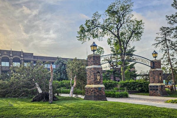 Bemidji State University's tree fundraiser