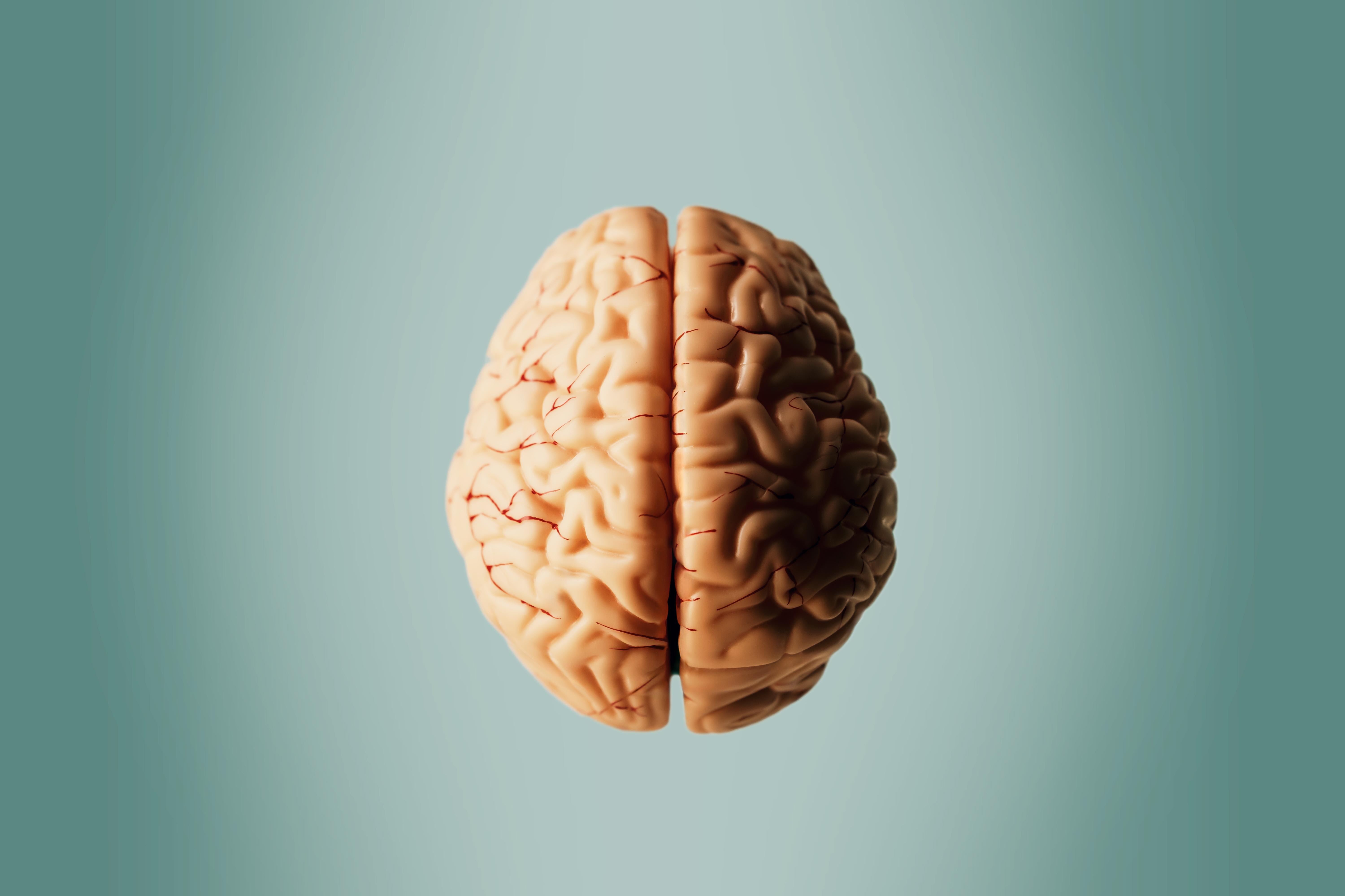 A healthy brain