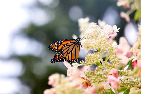 A butterfly and a flower