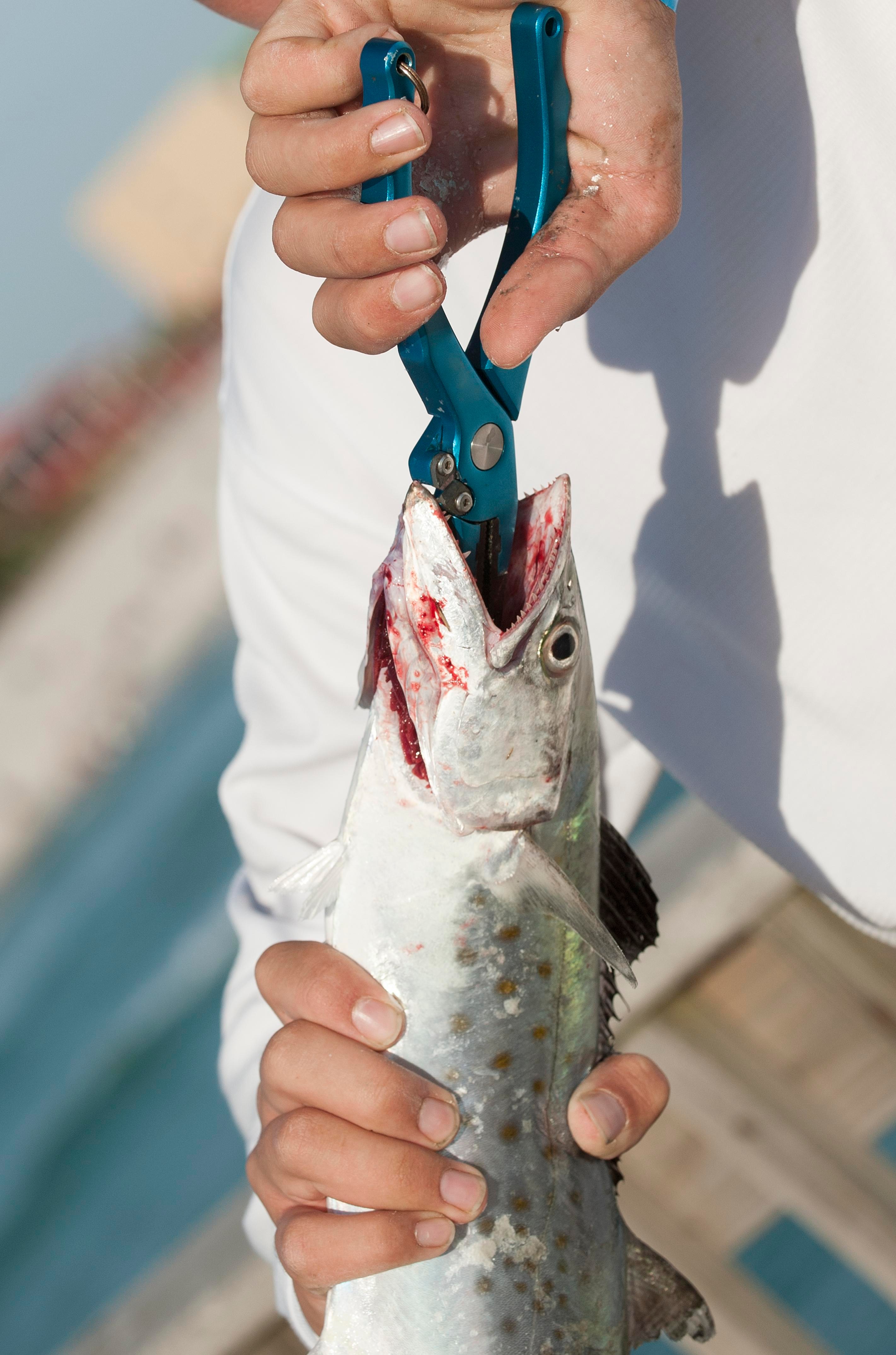 A person is holding a fish up vertically and is using pliers to remove a hook from the fish’s mouth. The fish is bleeding a lot around the mouth.