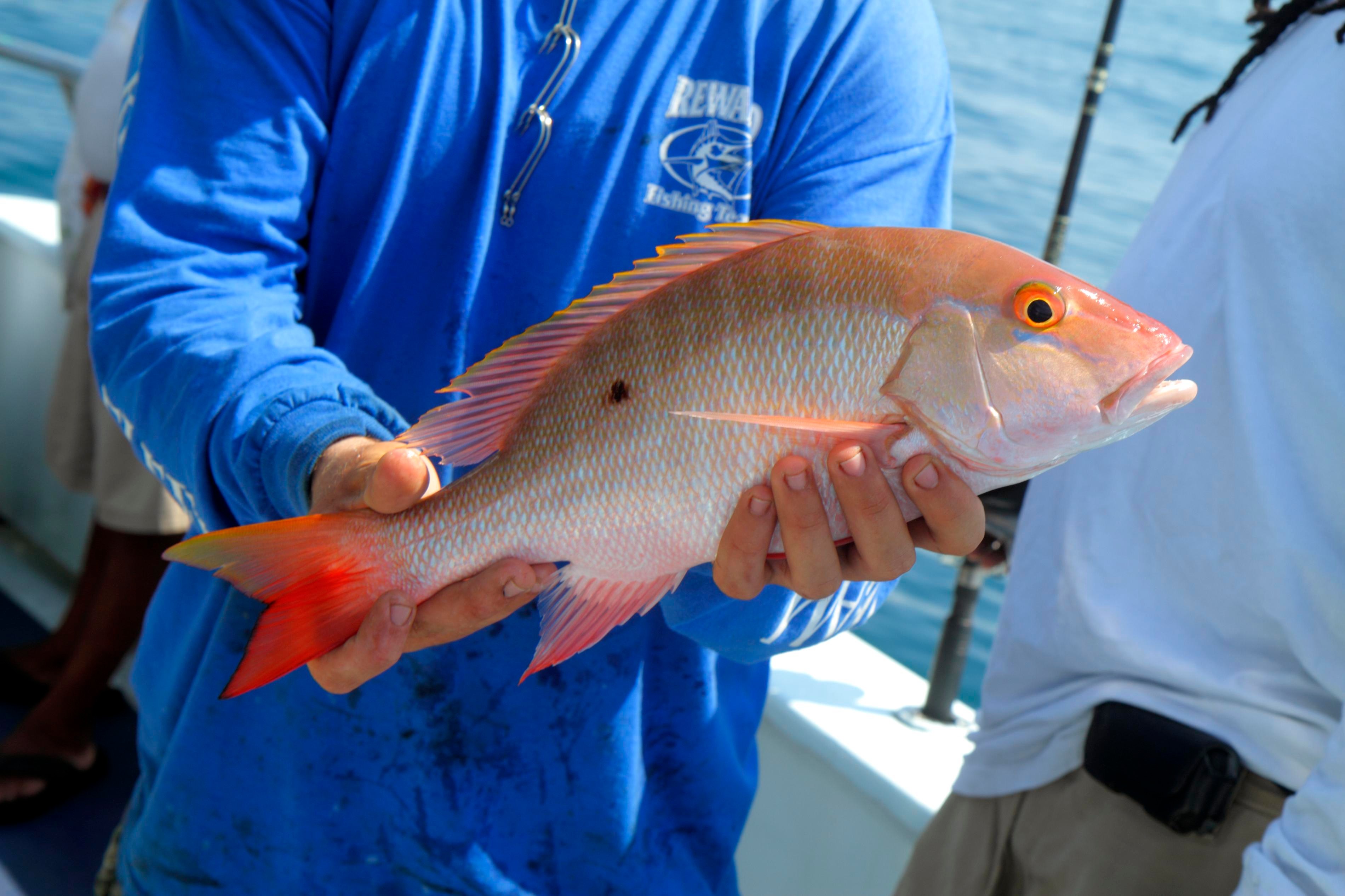 A man holding a lane snapper fish on a charter fishing boat.
