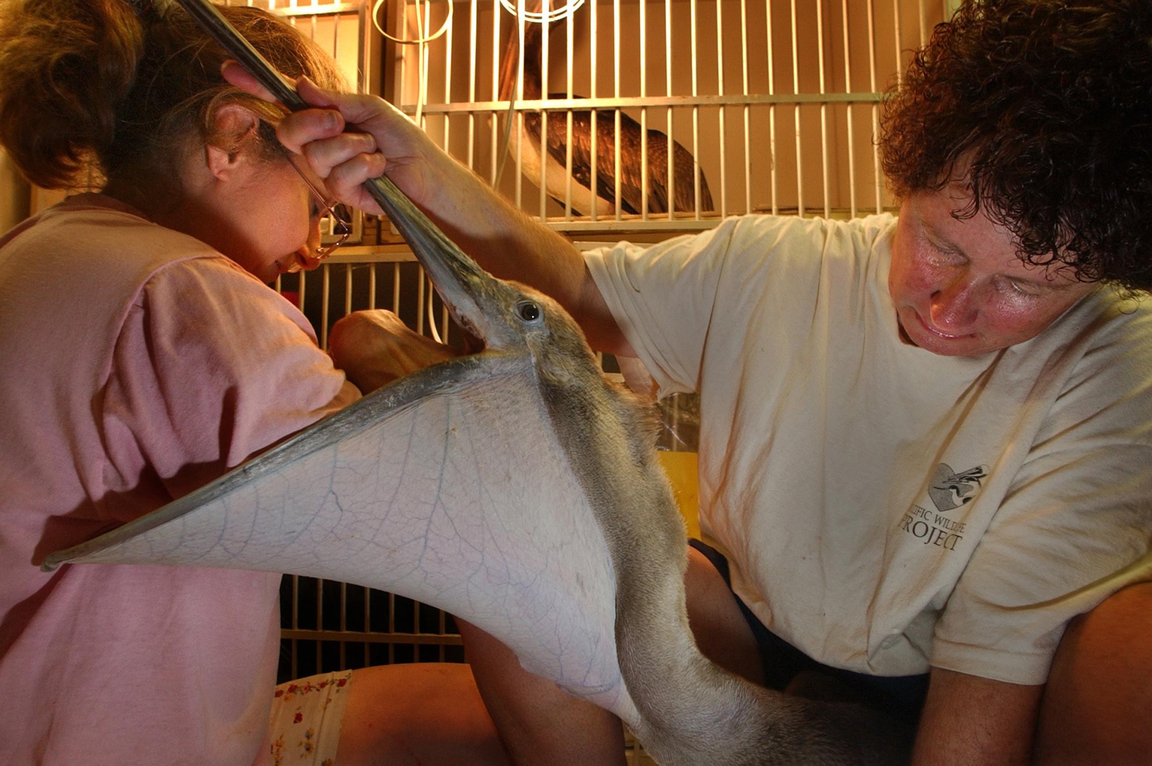 Two people try to dislodge a fish hook and line from the stomach of an injured juvenile brown pelican