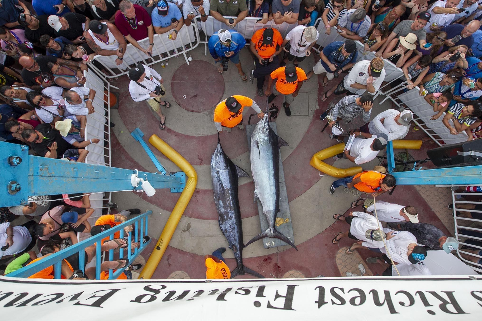 A large group of people surround two large marlin fish who’ve been caught and killed.