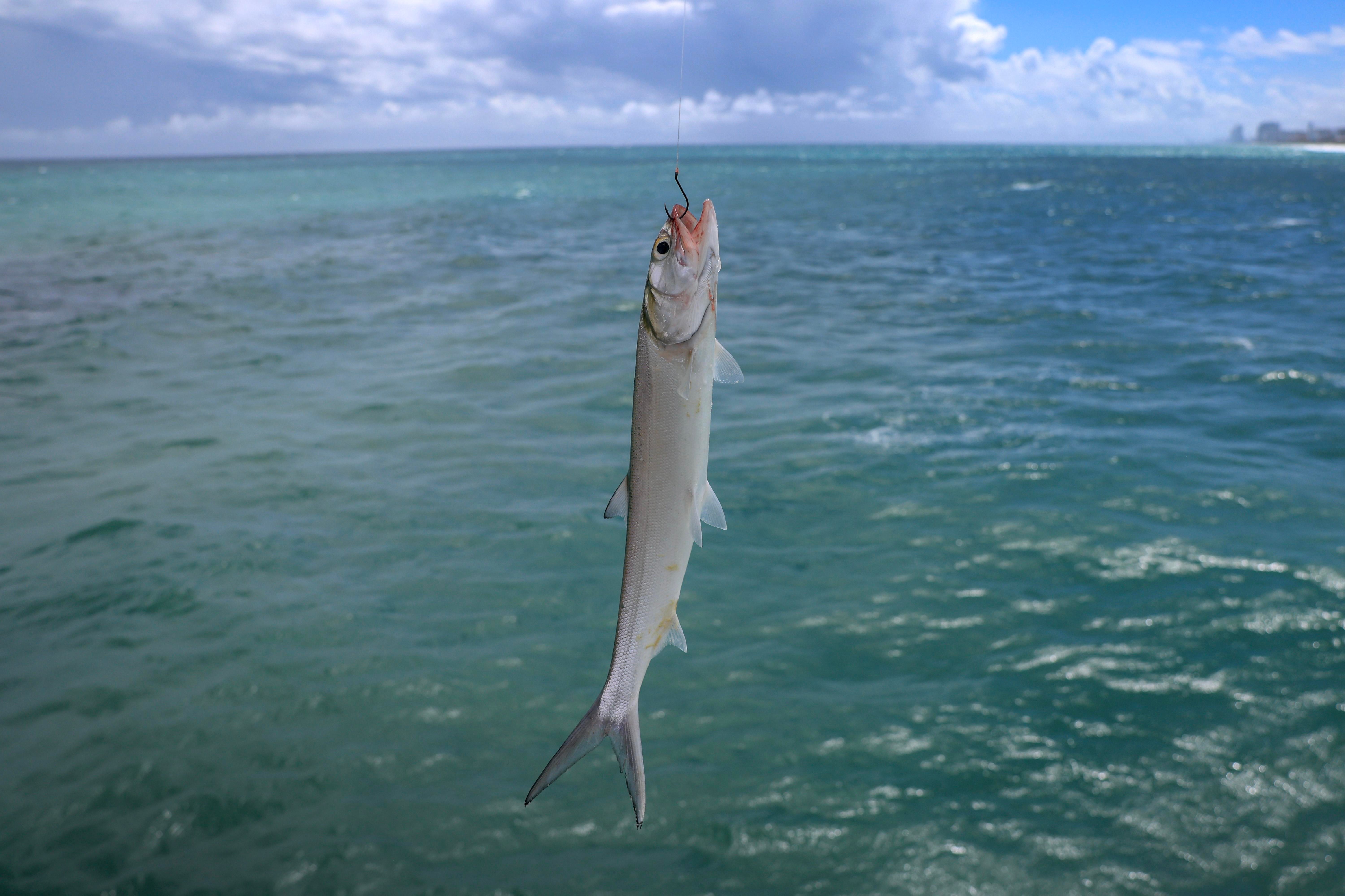 A small fish with a hook in their mouth, with the Atlantic Ocean in the background. 