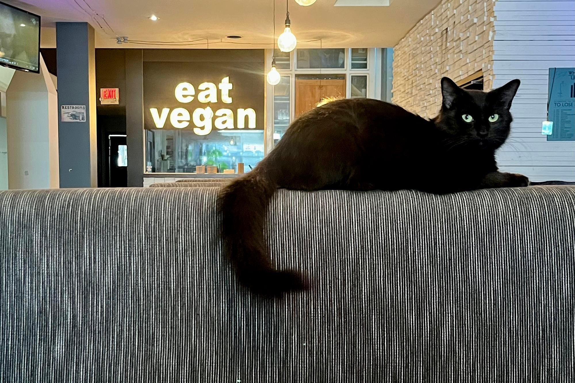 a cat is laying on top of upholstered booth seating. A bright sign reading “eat vegan” is hanging in a cafe window in the background a cat is laying on top of upholstered booth seating. A bright sign reading “eat vegan” is hanging in a cafe window in the background